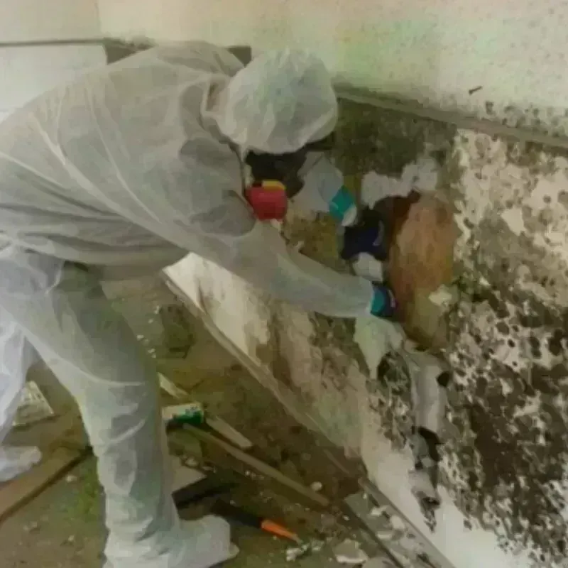 Mold Remediation and Removal in Channelview, TX